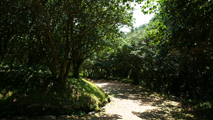 선명한 숲,울산광역시 울주군